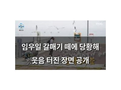 임우일 갈매기 떼에 당황해 웃음 터진 장면 공개